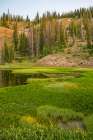 Wyoming, Medicine Bow National Forest. Floating grasses and forest reflection in mountain lake. Art Print